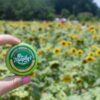 Murphy's Naturals brand all natural mosquito repellent balm modeled in a field and shown in small travel tin