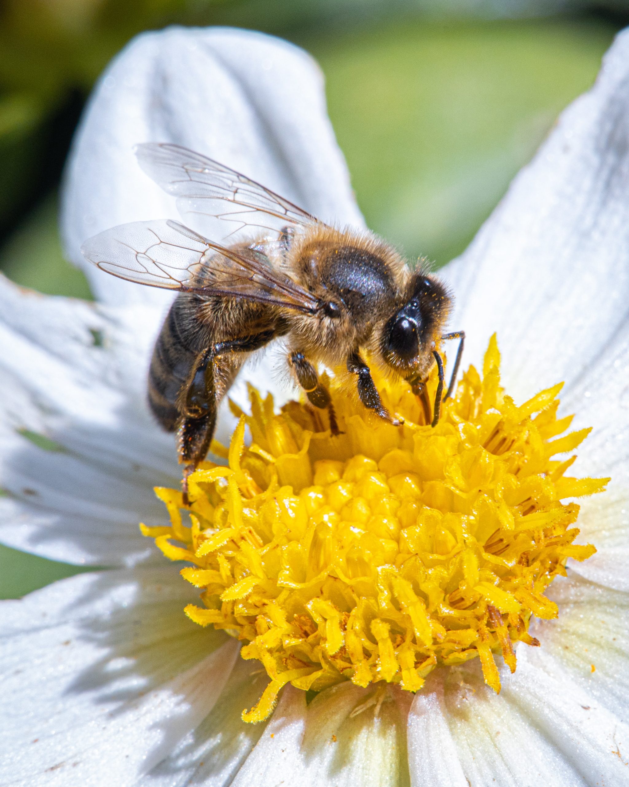 Protect The Bees