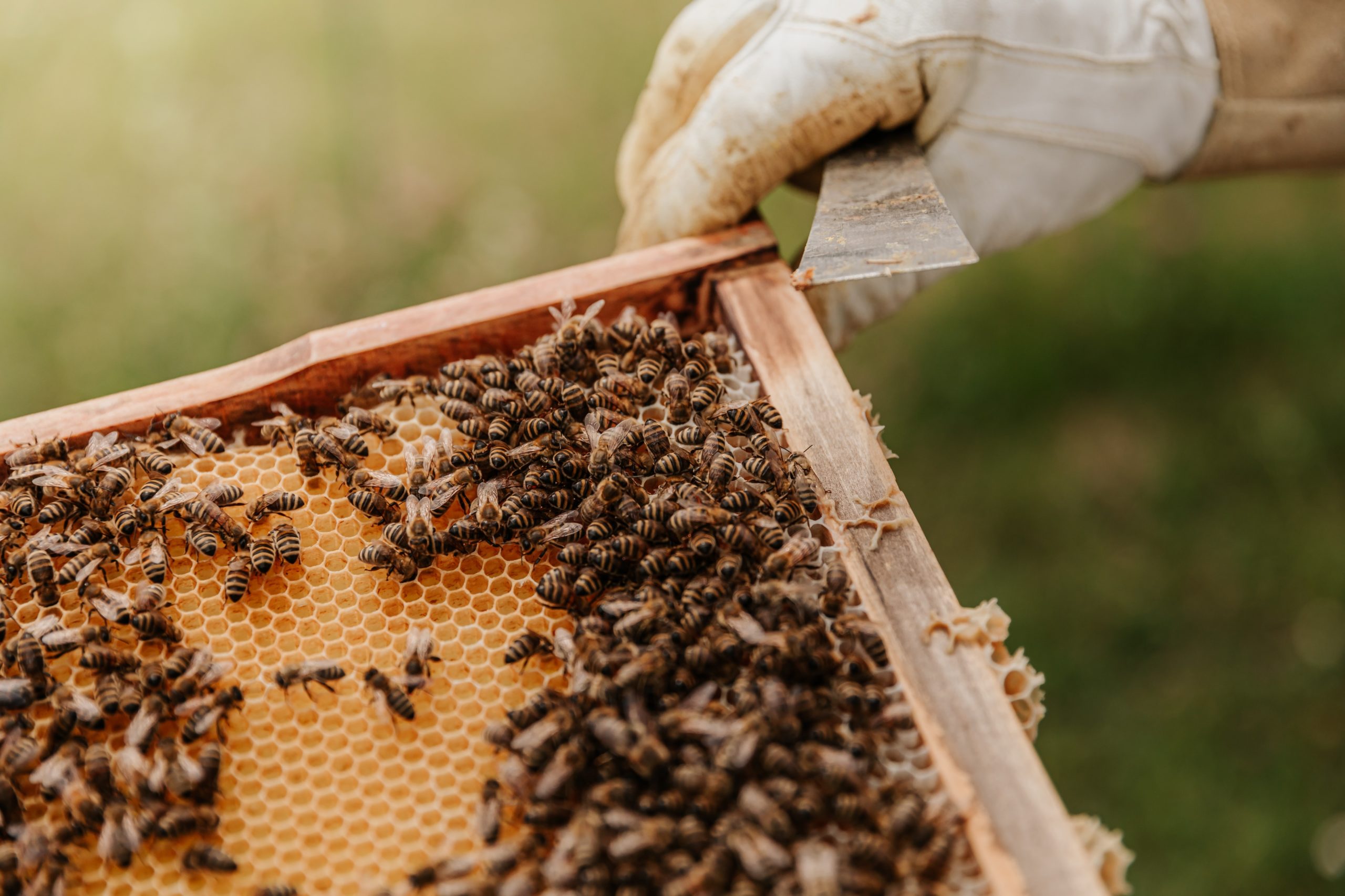 Close up of bee hive tray for National Honey Month article